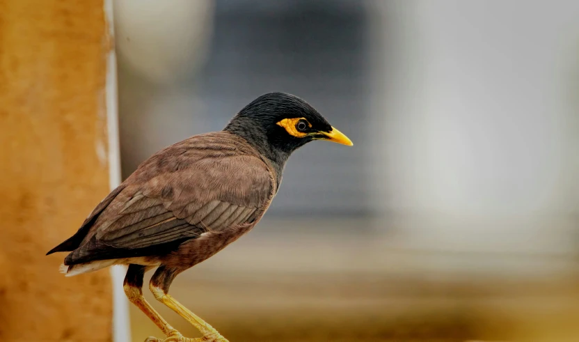 an image of a black and yellow bird sitting on a pole
