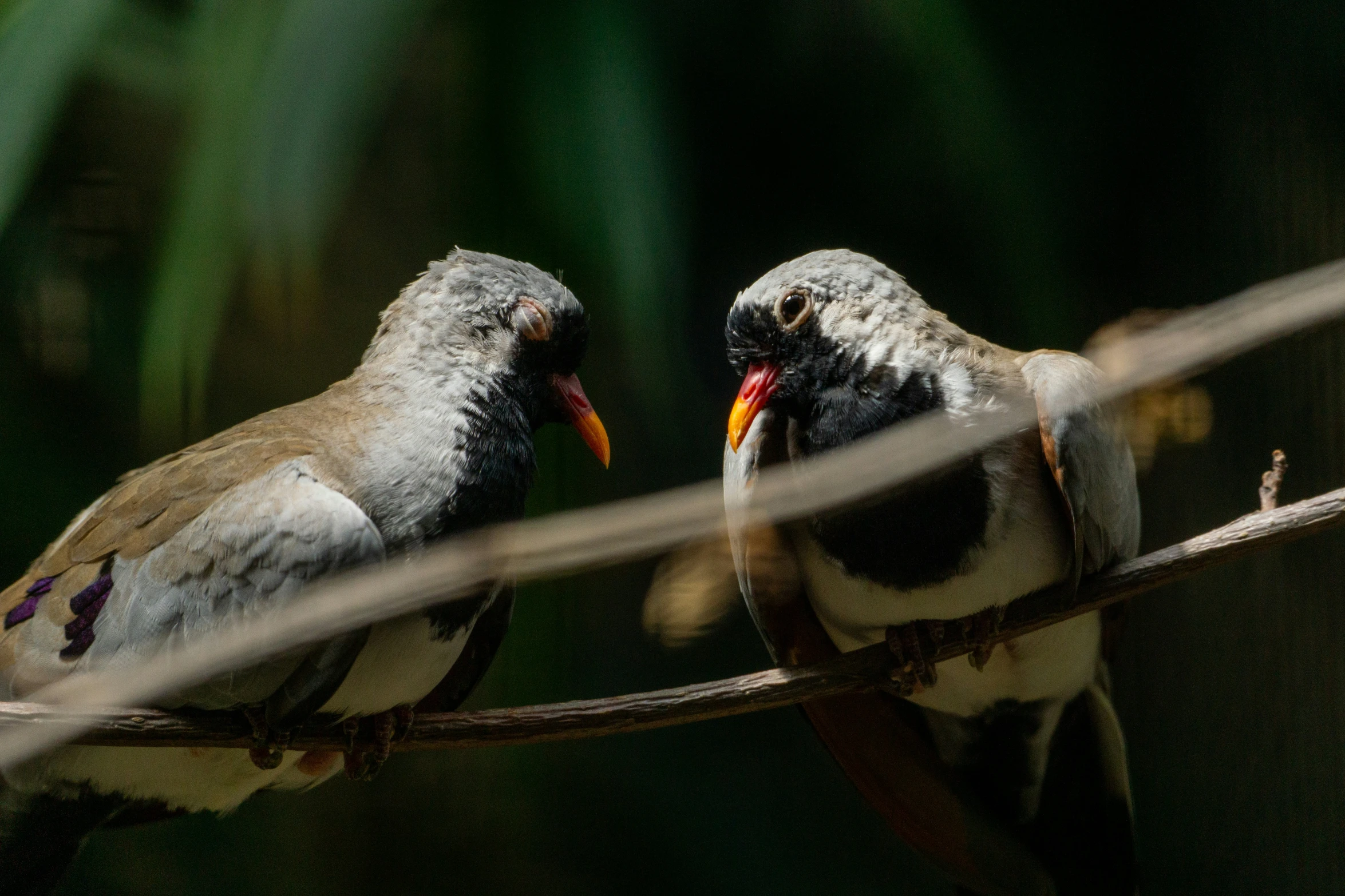 two birds perched on top of a barbed wire