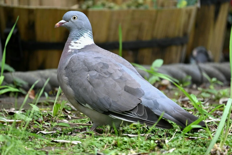 a pigeon that is sitting in the grass