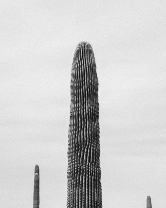 a cactus in front of a white and grey background