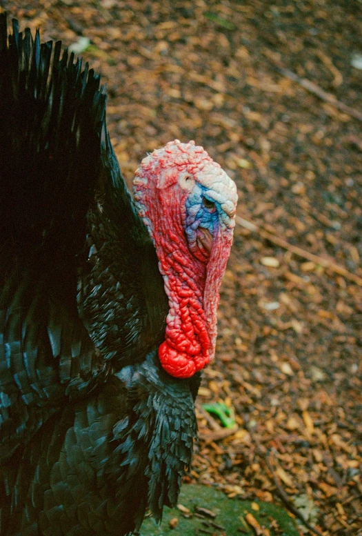 a black turkey standing on its hind legs