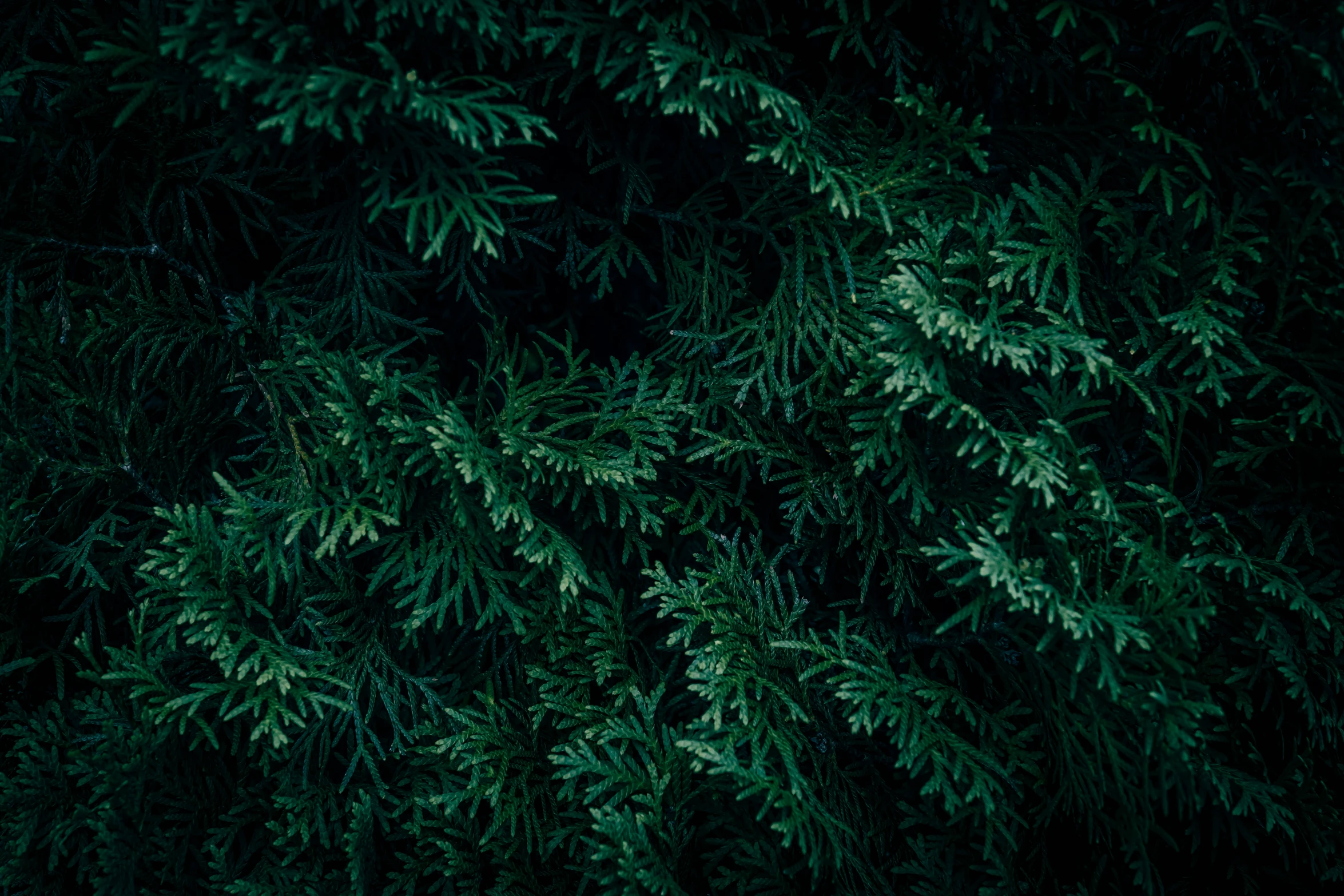 dark green trees that are slightly close together