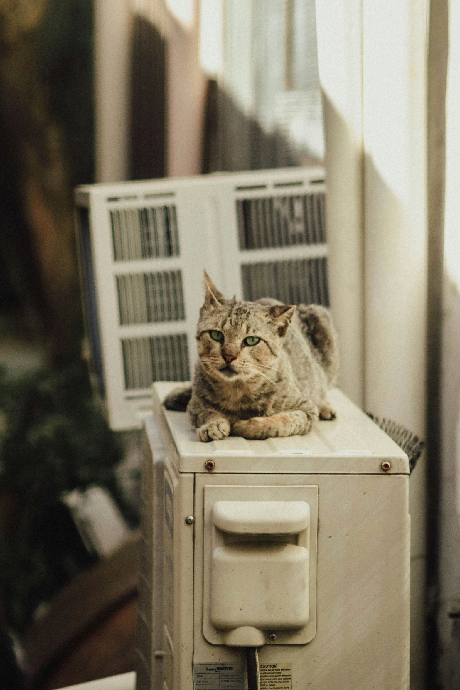 the cat is sitting on top of the box