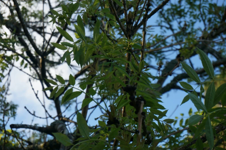 a nch with leaves blowing in the wind