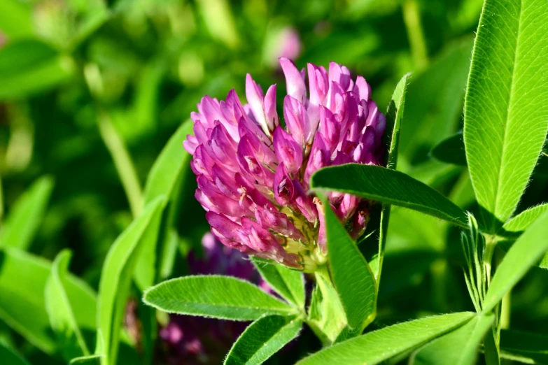 a single pink flower is blooming in the grass