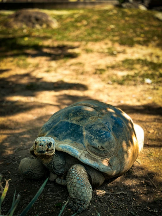 a turtle in an open area covered with grass and dirt