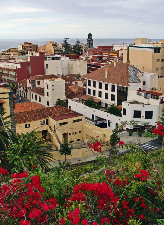 a city with red flowers in the foreground and red flowers growing in front