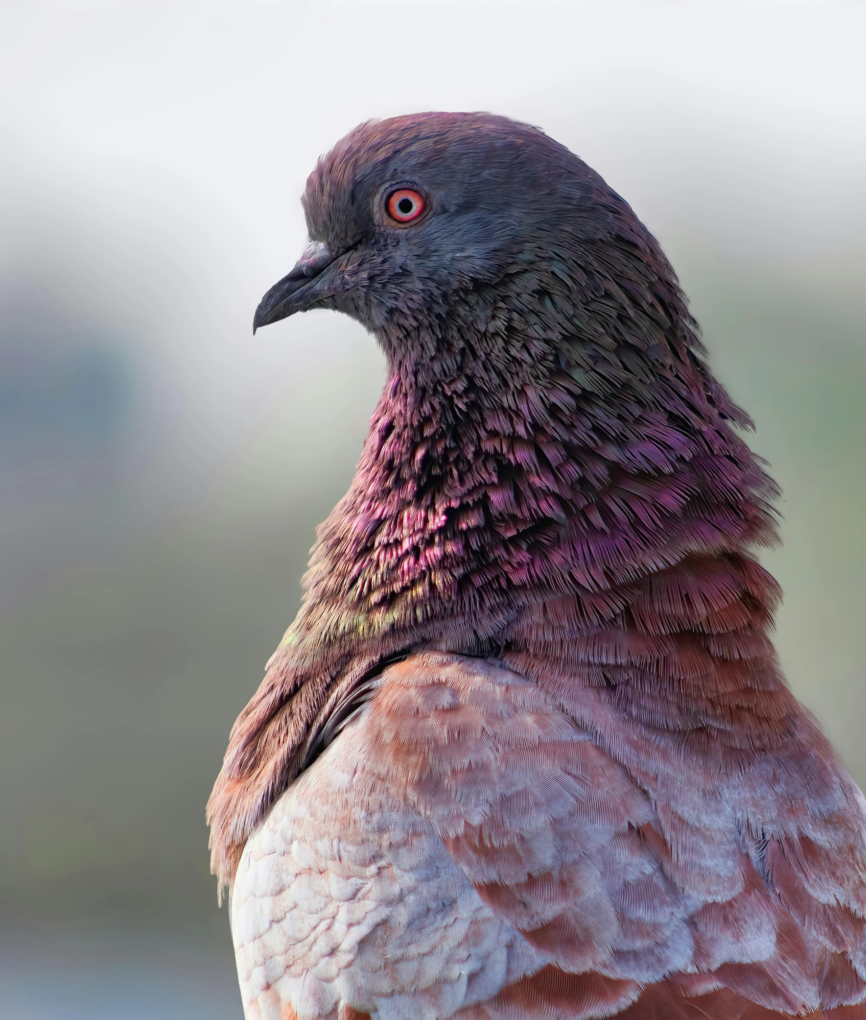 an older bird that is posing for the camera