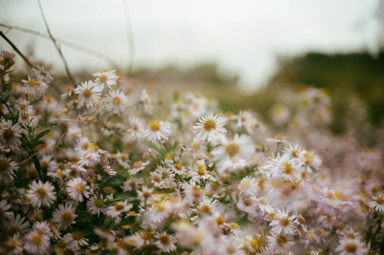 a field full of wild flowers with white daisies