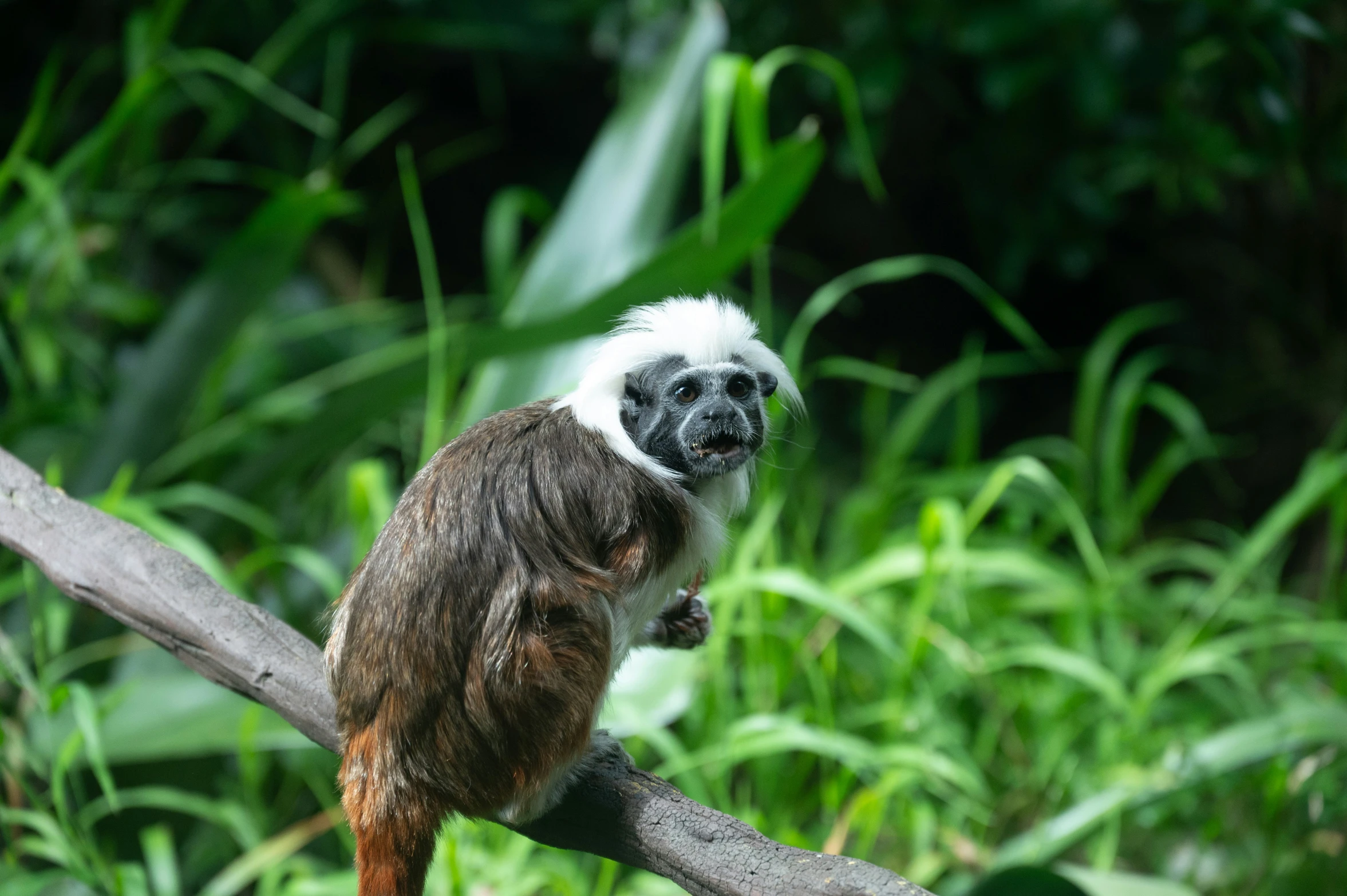 a white - headed monkey in a tree looks like he has soing