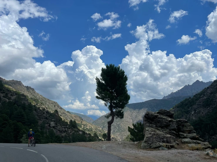 a lone tree on the side of the road