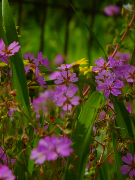 a close up s of purple flowers in a field