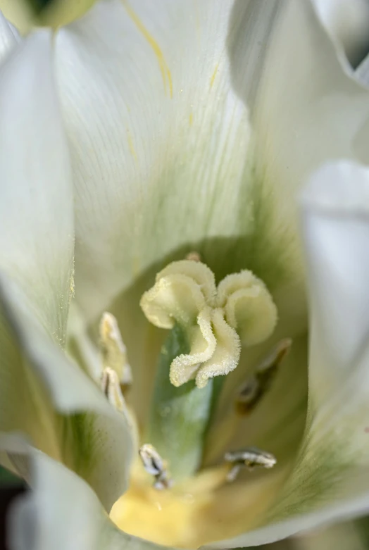 a close up of the center of a white flower