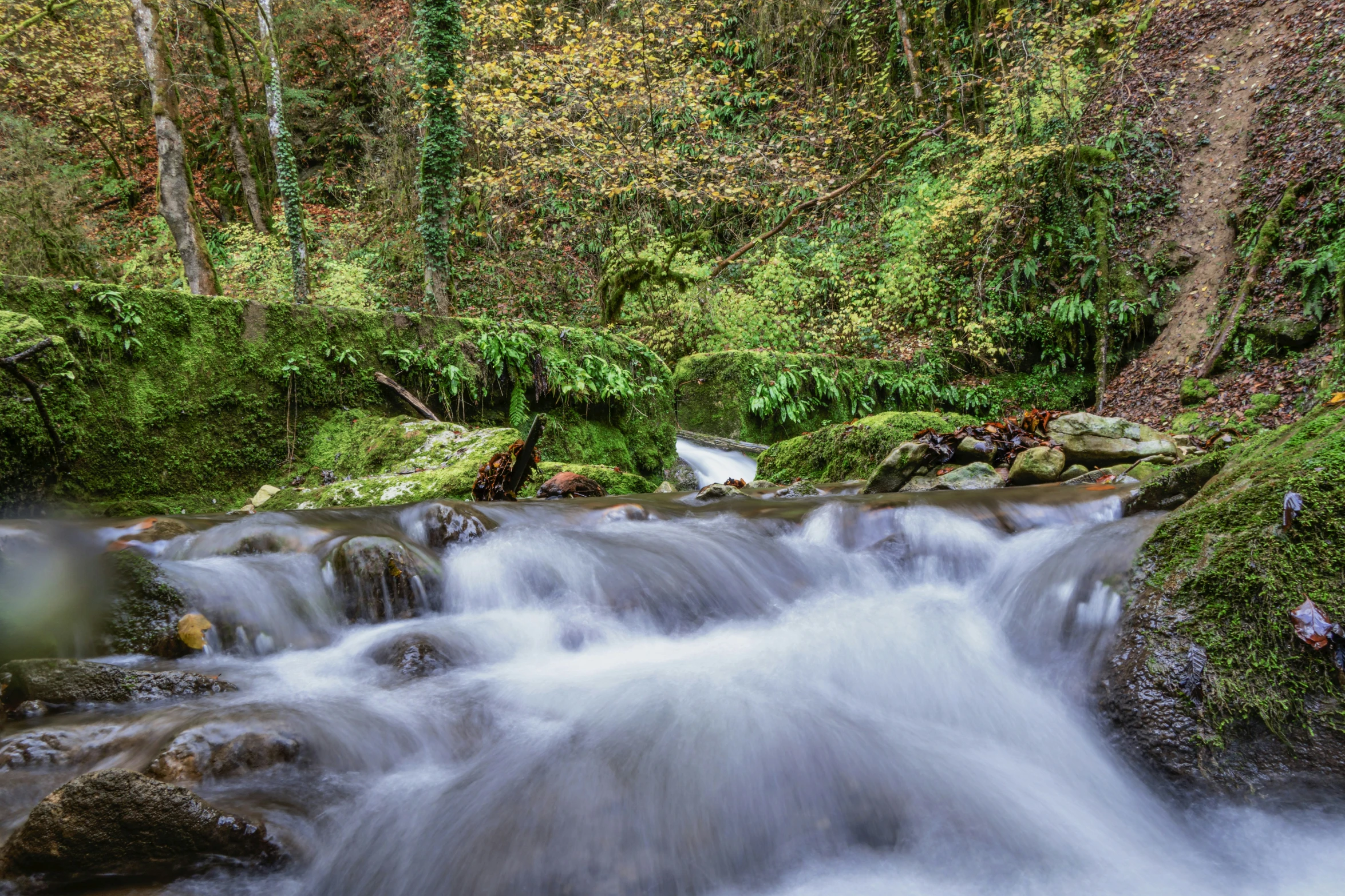 a stream running through a lush green forest