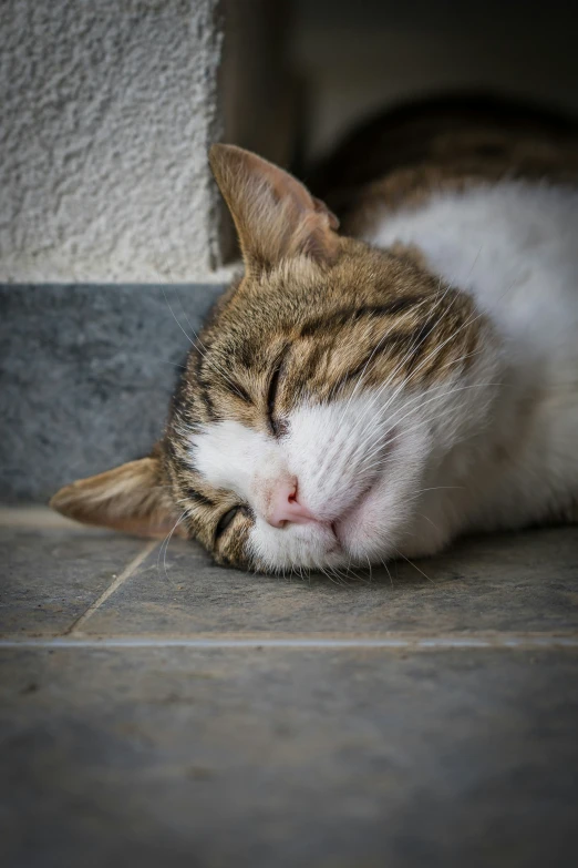 a brown and white cat sleeping on the floor