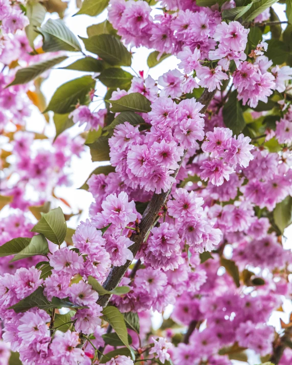 beautiful purple flowers of some sort in the air