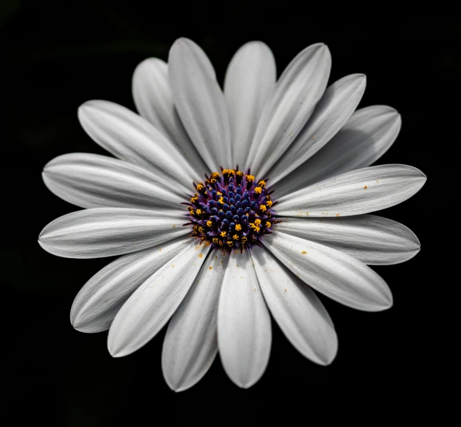 a flower in the middle of a black background