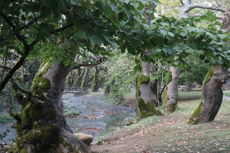 some very pretty trees by a big pretty river