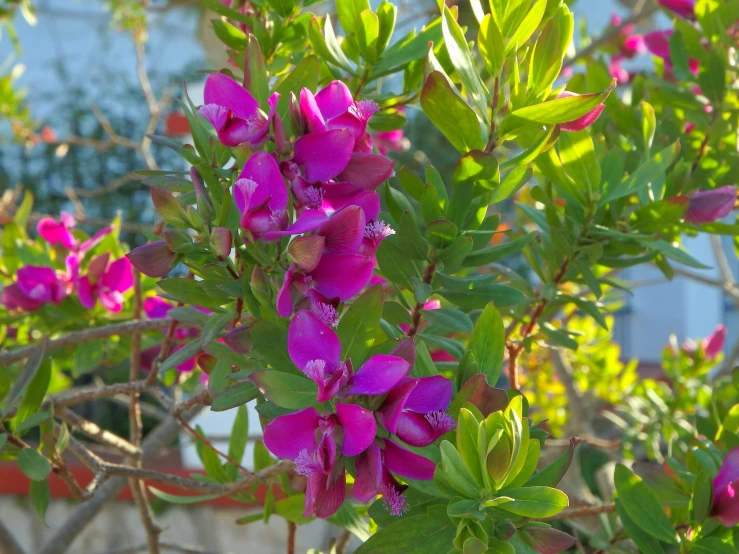 purple flowers with green leaves bloom in the foreground