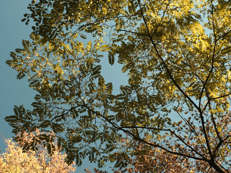 some trees are changing color in the fall