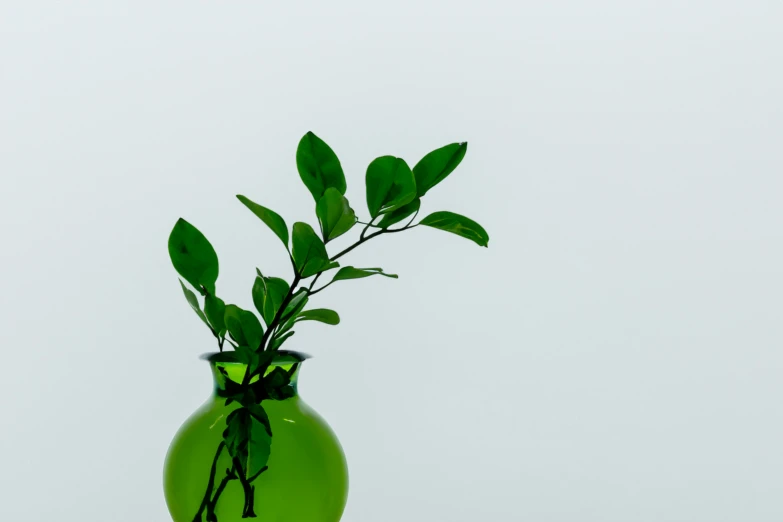 a vase with a plant in it next to a white background