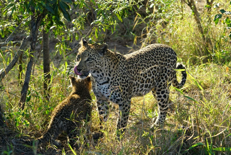 the mother and baby leopard are enjoying some afternoon's nap