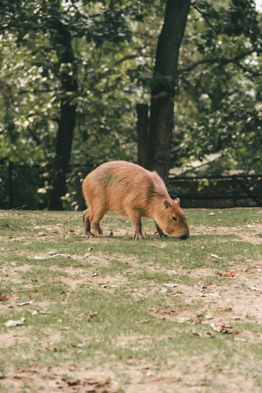 the animals are standing around in the field