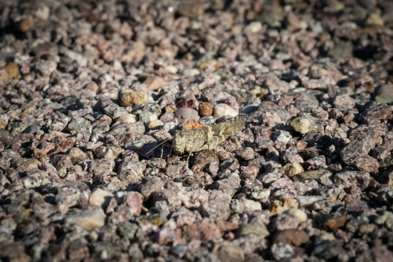 the brown erfly is standing on the rocks