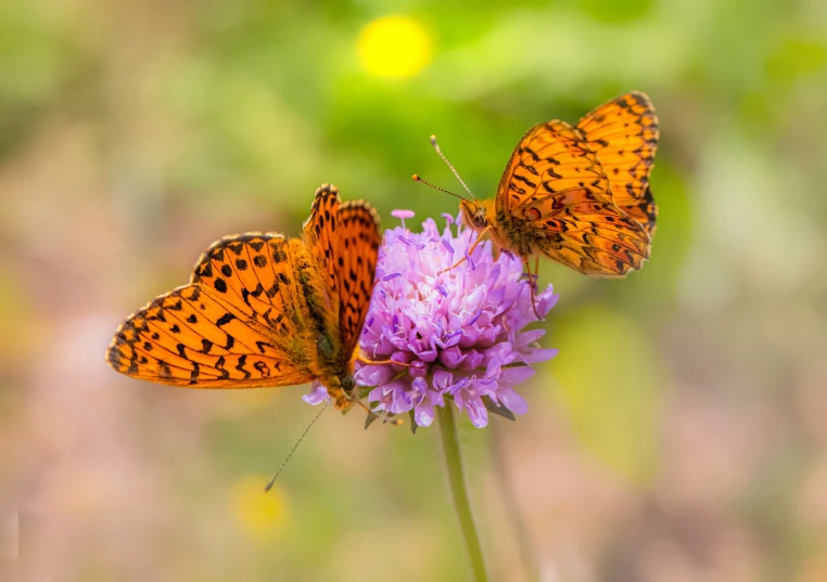 two erfly are standing on top of a purple flower