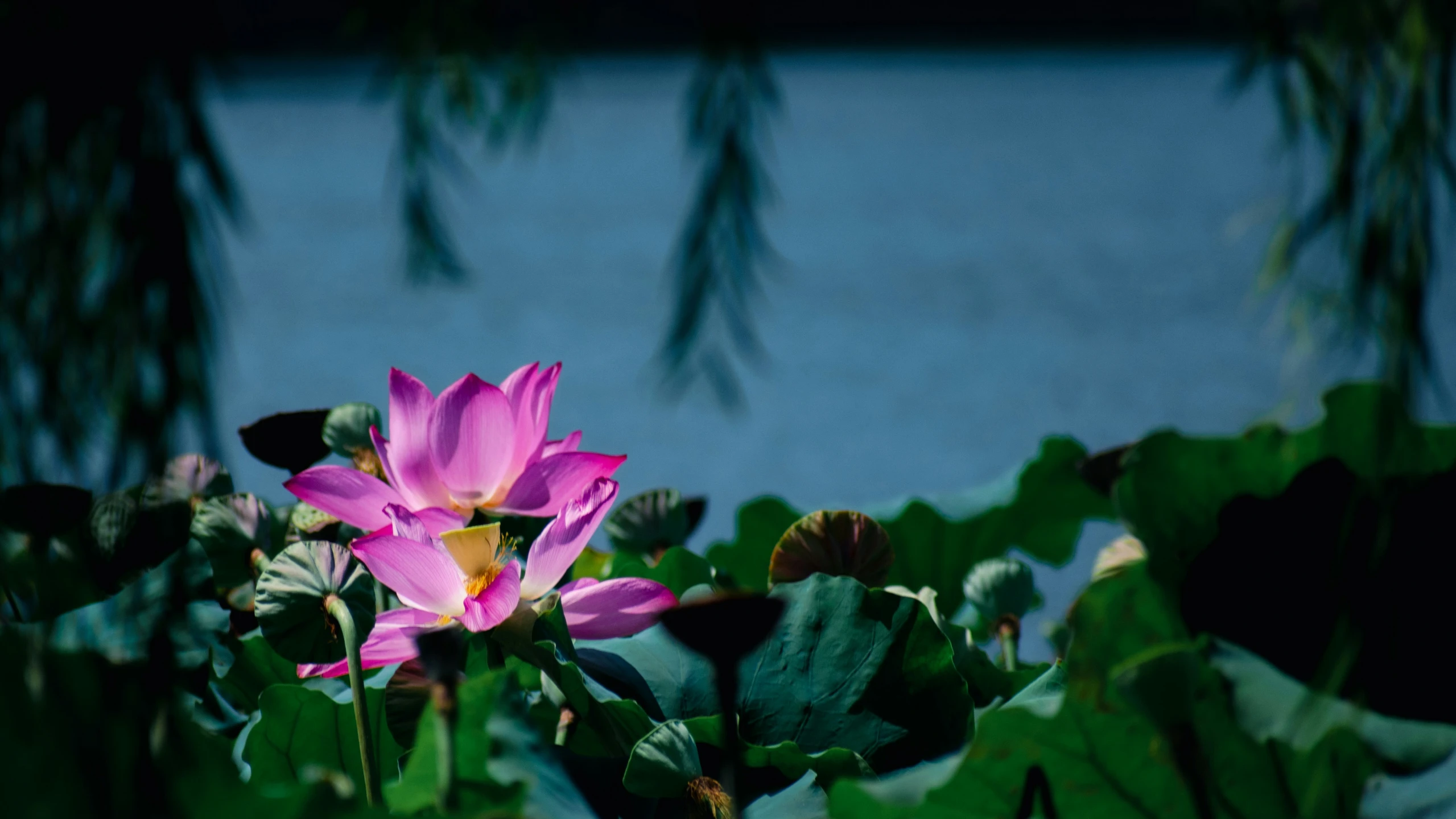 pink lotus flower sitting next to water and leaves