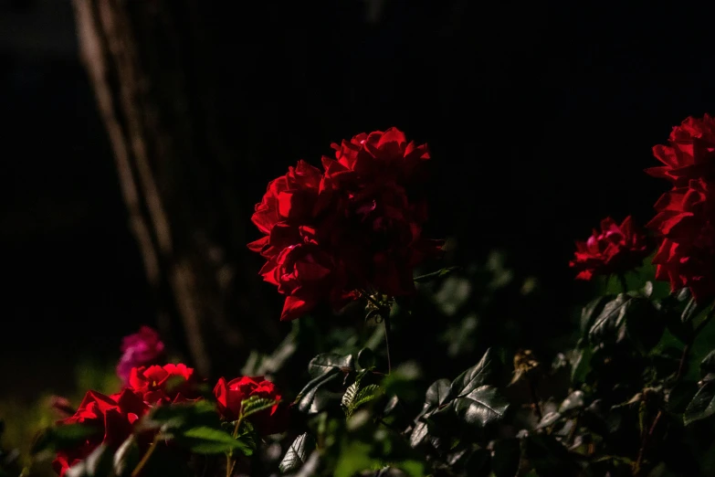 red flowers in a container outside at night