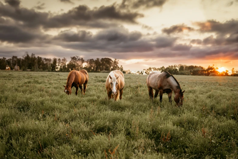 three horses grazing in a field on a cloudy day