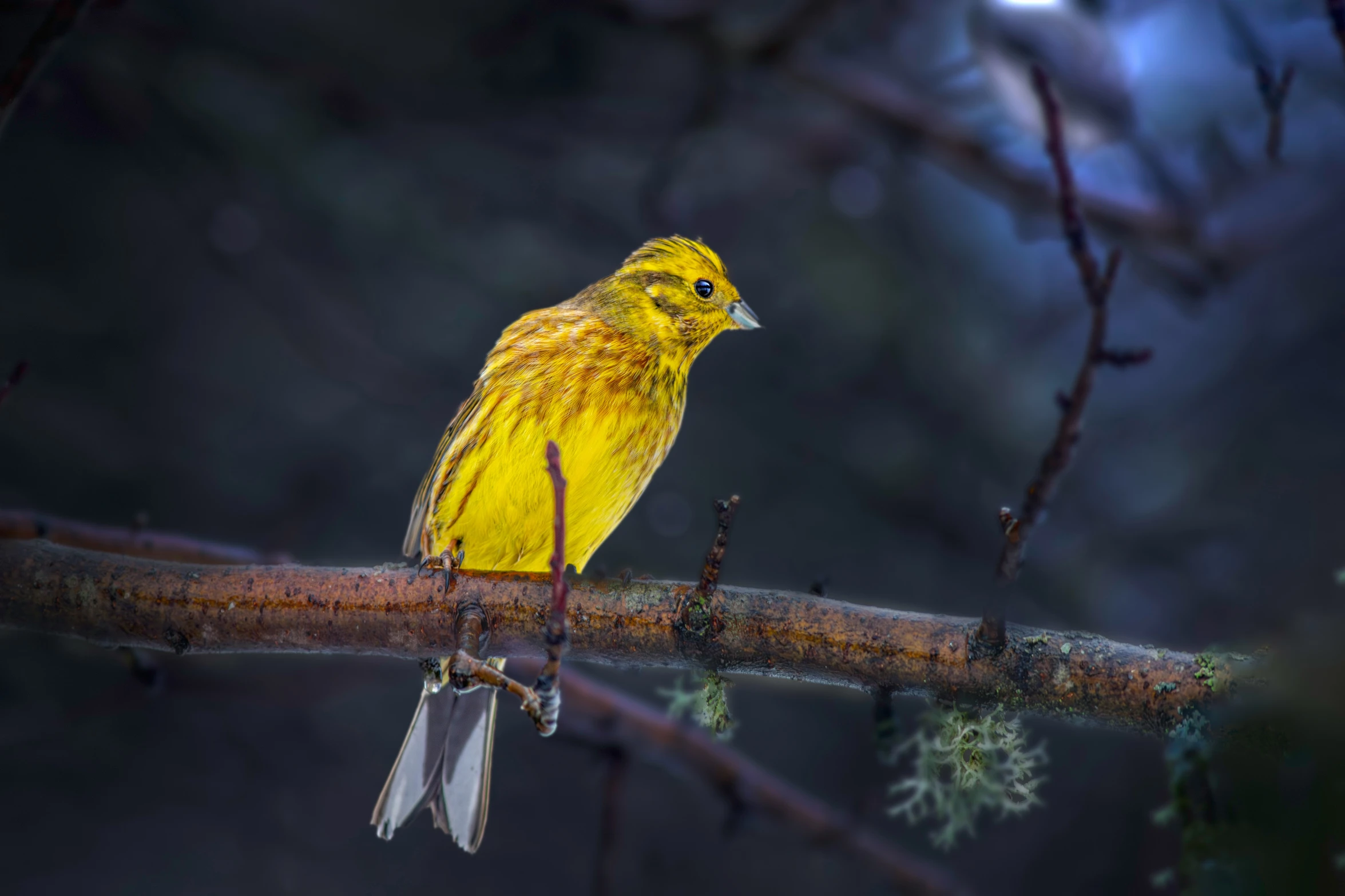 a yellow bird perched on a tree nch