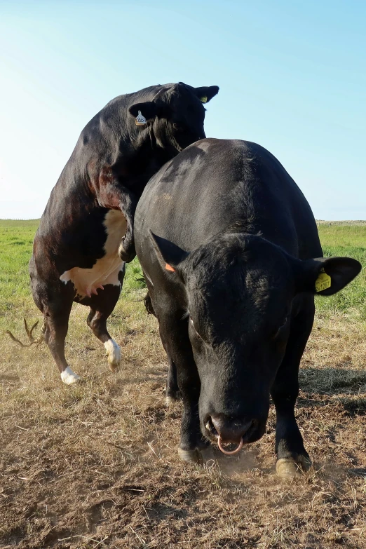 two big black bulls are standing next to each other