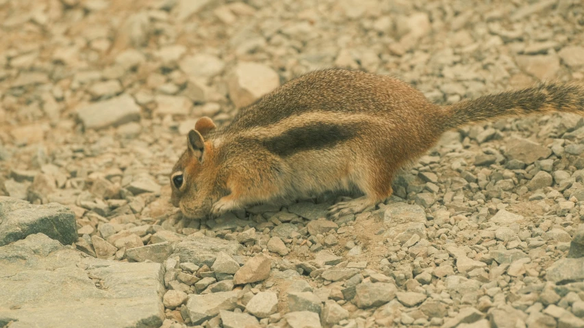 a brown rodent standing on rocks looking at soing