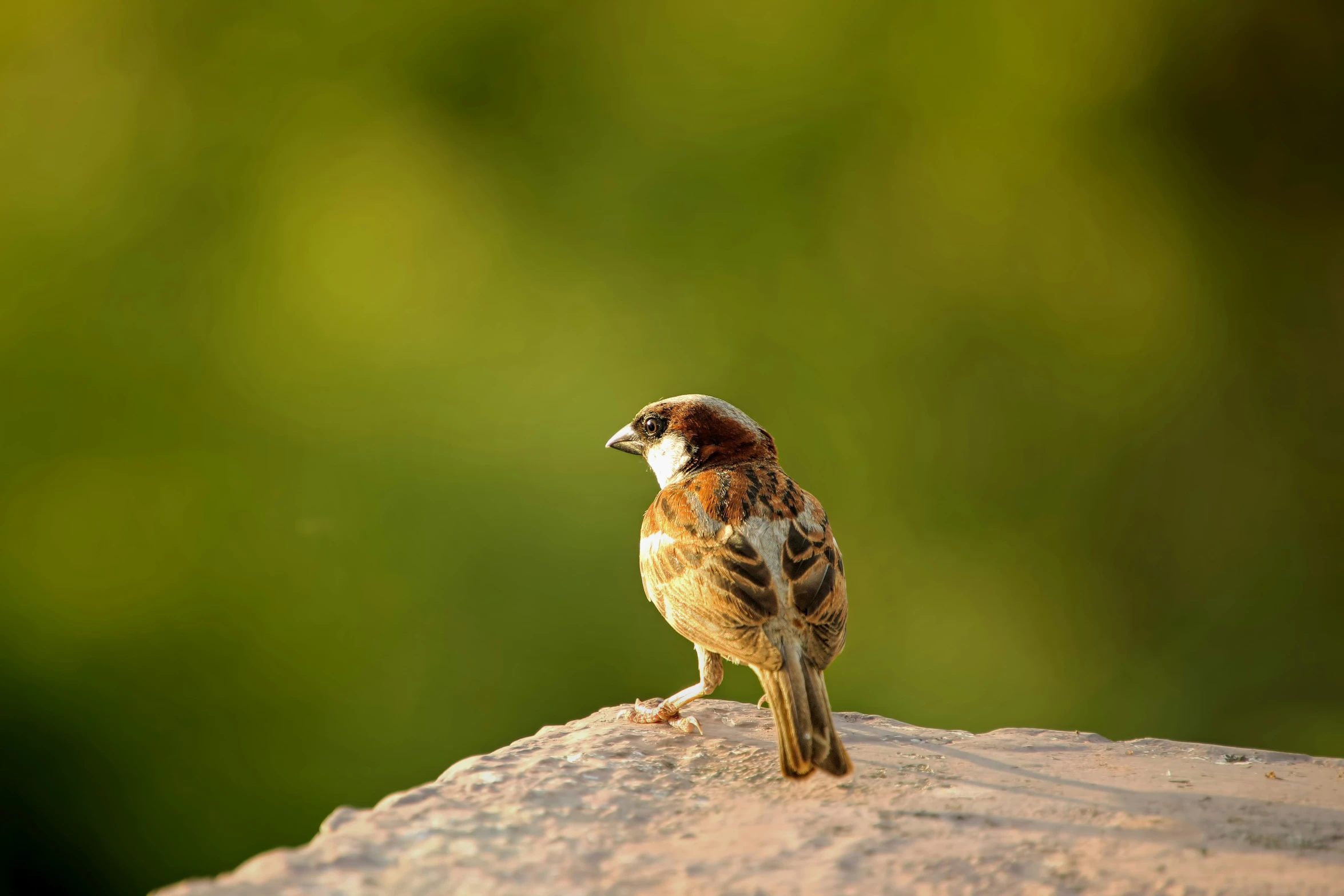 a little bird sitting on top of a rock