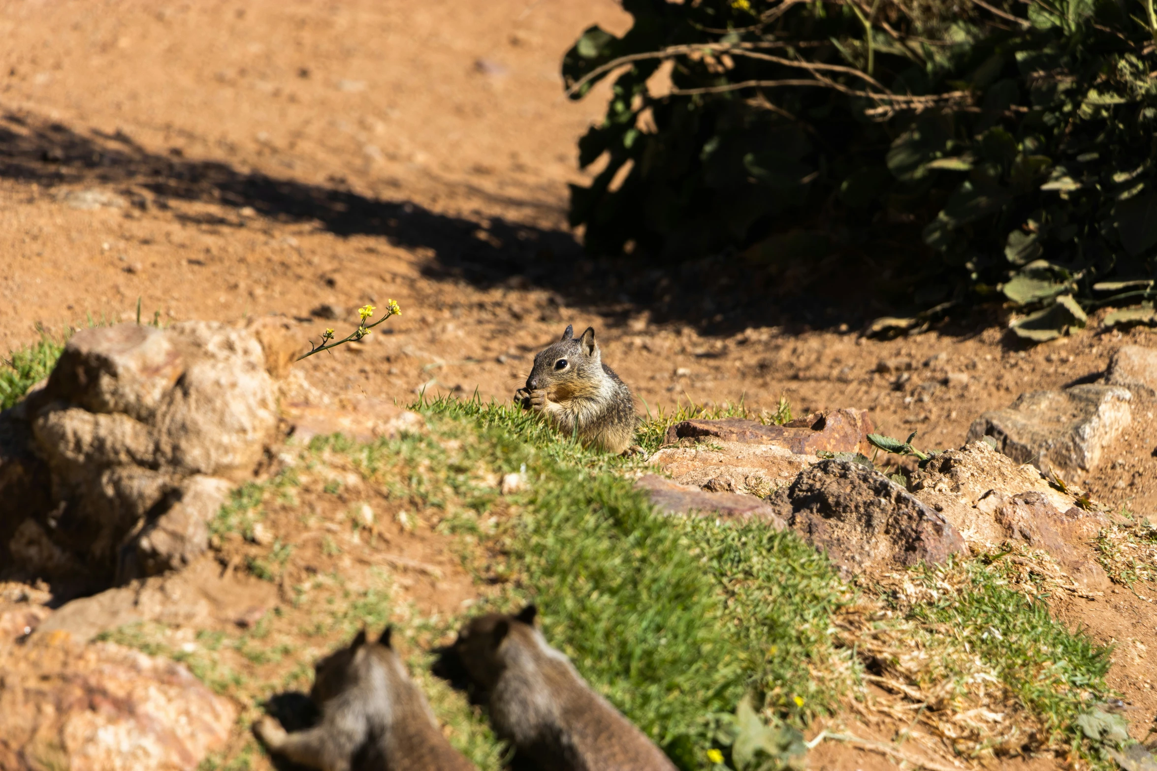 a brown rodent sits on the ground in the dirt