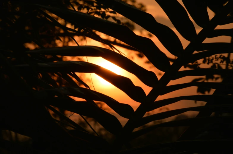 the sun shining behind nches as seen through a window