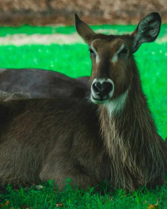 a brown deer sits with his eyes closed