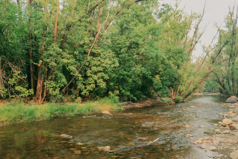 a stream runs through the woods in front of trees