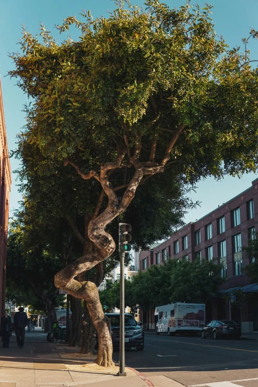 a tree sits on a sidewalk and is bent over by the nches