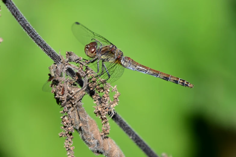 a small insect sits on top of a plant