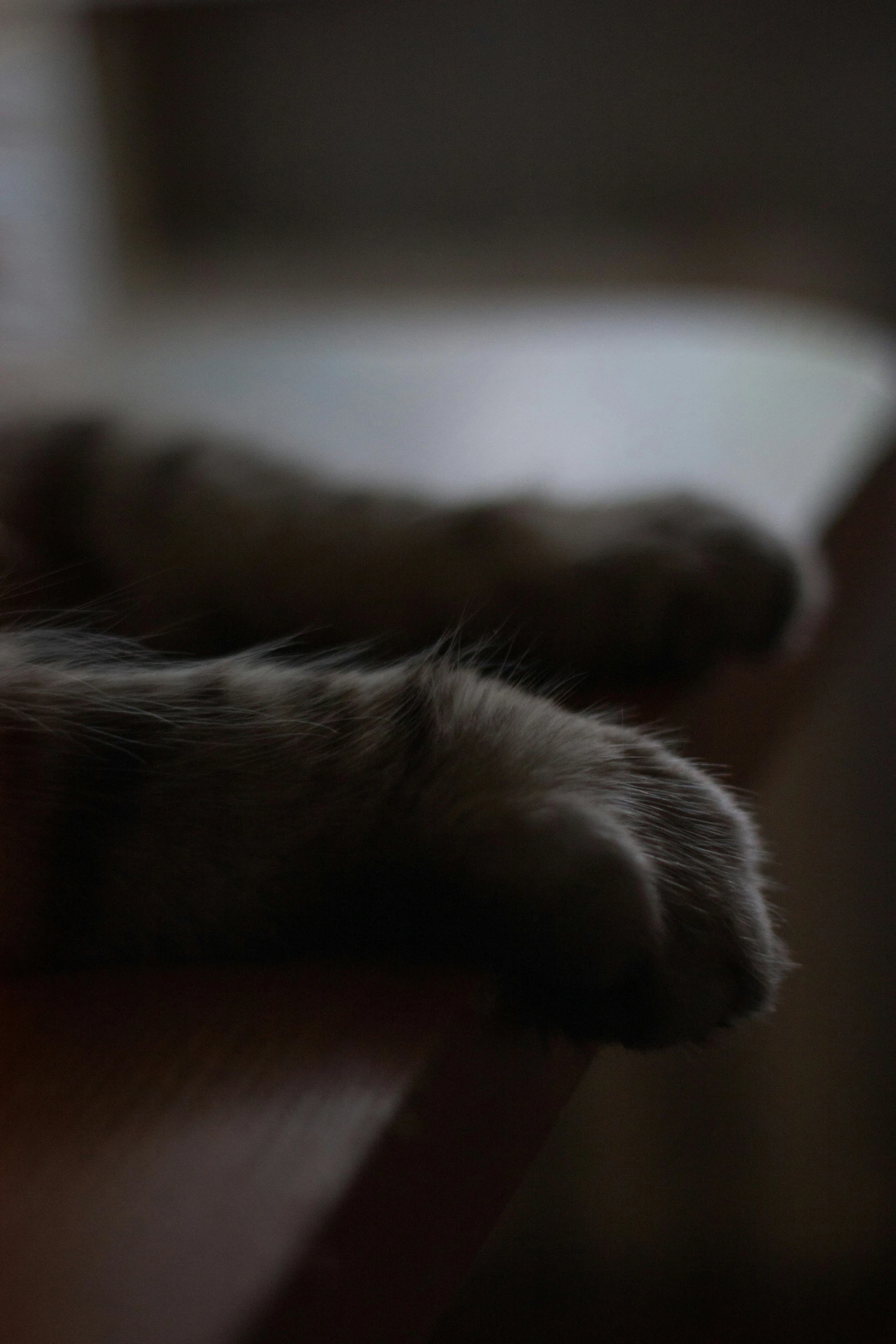 the cat's paws are visible as it lays on its side