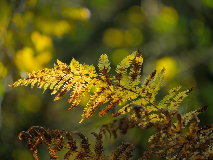 leaf showing through the back with sun coming in