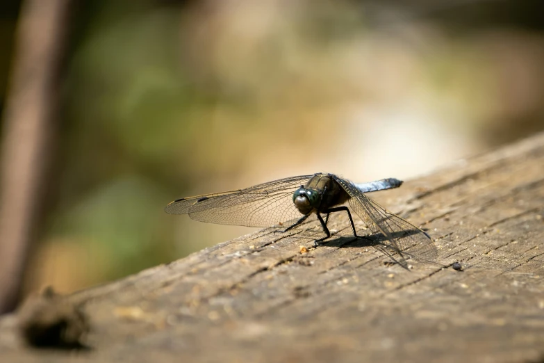 a dragon fly on wood and in the background