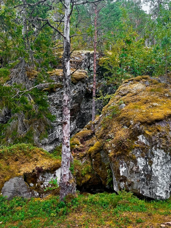 a green meadow with a lone tree growing on rocks