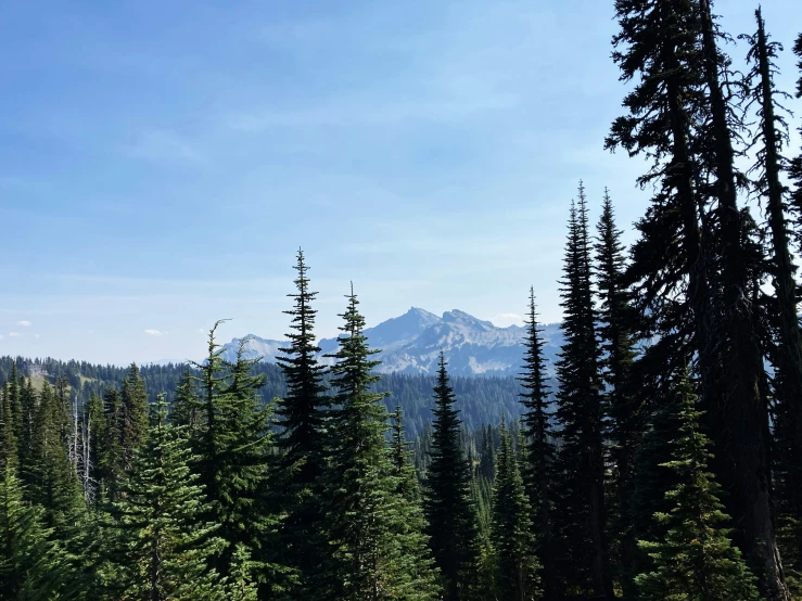 a forest scene with a few trees in the foreground