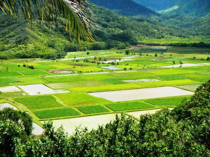 the rice paddocks in the valley are green