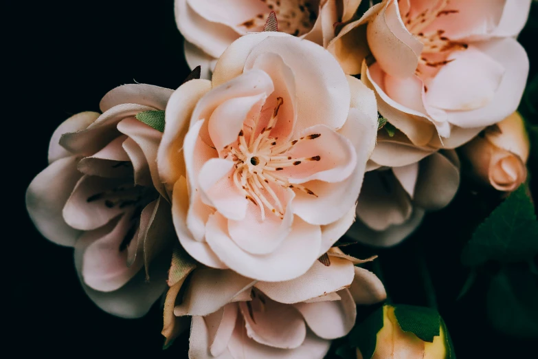 the large flowers have very long petals on them