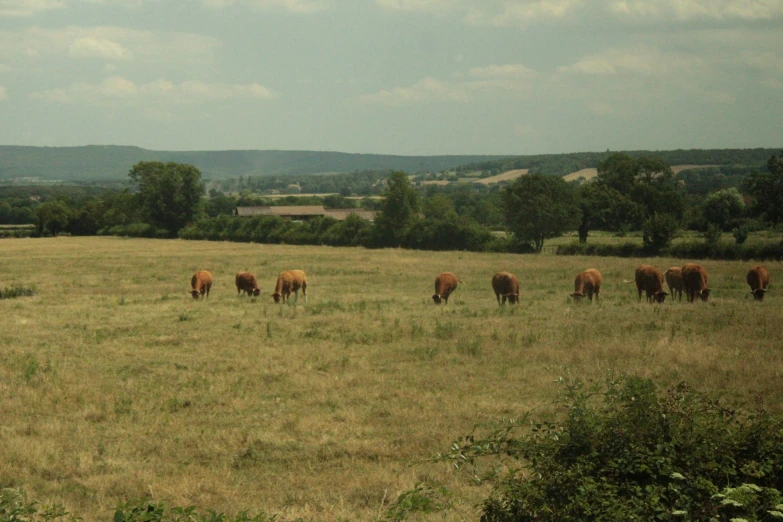 cattle graze on a large open field with a valley in the background